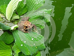 Red frog on a leaf and green pond