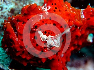 Red frogfish