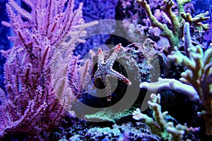 Red Fromia elegance starfish in Marine aquarium