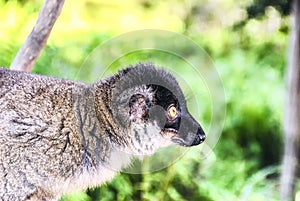 Red fronted brown lemur