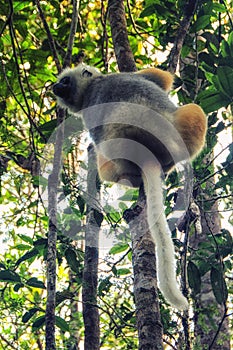 Red fronted brown lemur