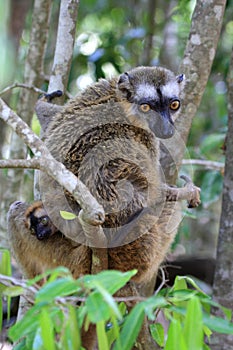 Red, fronted, Brown, lemur