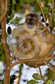 Red Fronted Brown Lemur