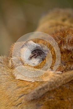 Red Fronted Brown Lemur