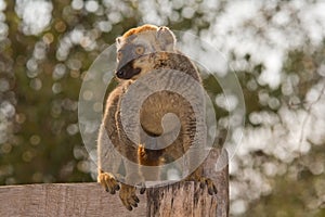 Red Fronted Brown Lemur