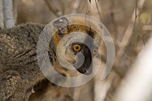 Red Fronted Brown Lemur