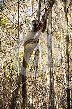 Red-fronted Brown Lemur clinging to a tree, Kirindy Forest, Menabe, Madagascar