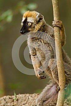 Red-fronted brown Lemur, Eulemur rufifrons
