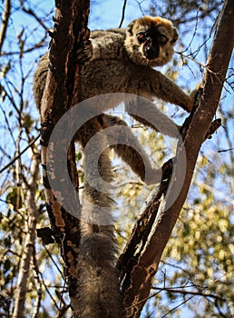 Red-fronted Brown Lemur in a tree, Kirindy Forest, Menabe, Madagascar