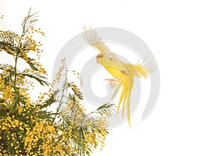 Red-fronted Kakariki parakeet