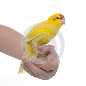 Red-fronted Kakariki parakeet