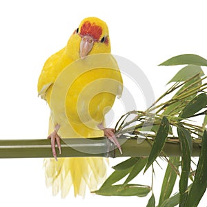 Red-fronted Kakariki parakeet