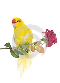 Red-fronted Kakariki parakeet