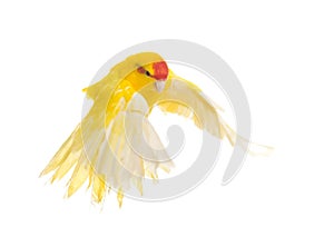 Red-fronted Kakariki parakeet