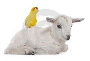 Red-fronted Kakariki parakeet and kid