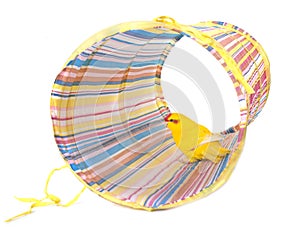 Red-fronted Kakariki parakeet playing