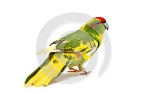 Red-fronted Kakariki parakeet on white