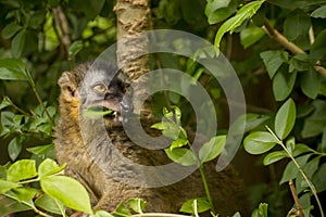 Red Fronted Lemur