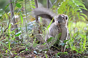 Red-fronted lemur