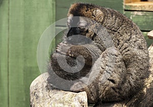 Red Fronted Lemur. (Elemur Rufus.)
