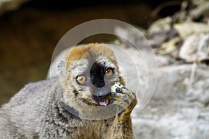 The red-fronted lemur (Eulemur rufifrons)