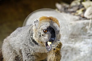 The red-fronted lemur (Eulemur rufifrons)