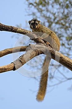 Red-fronted Lemur - Eulemur rufifrons, Kirindi forest, Madagascar