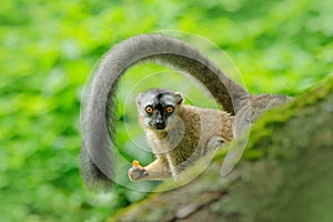 Red-fronted lemur, Eulemur rufifrons, monkey from Madagascar. Face portrait of animal with big tail, green tropic forest habitat.