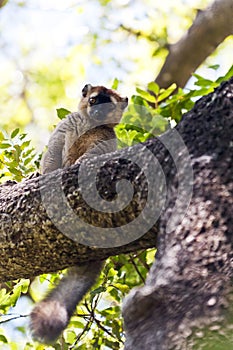 Red-fronted lemur. Madagascar