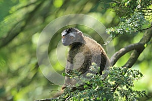 Red-fronted lemur