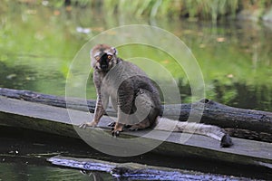 Red-fronted lemur