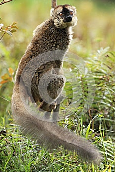 Red-fronted lemur