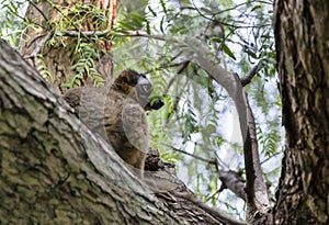 Red Fronted lemur
