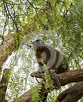 Red Fronted lemur
