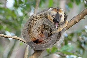 Red-fronted lemur