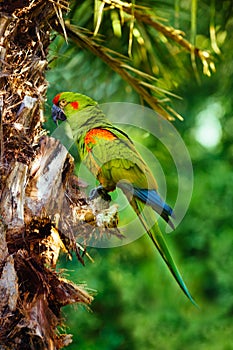 Red-fronted macaw ara green parrot