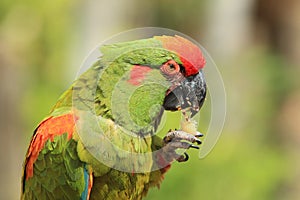 Red-fronted macaw