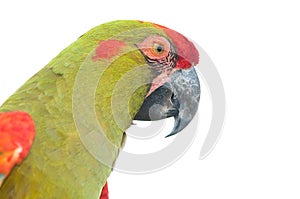 Red-fronted Macaw head closeup