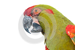 Red-fronted Macaw head closeup