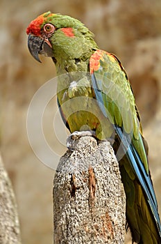 Red-fronted macaw perched on post