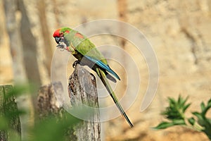 Red-fronted macaw