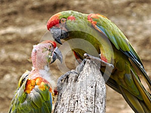 Red-fronted macaws perched on tree trunk