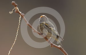 Red-fronted serin photo