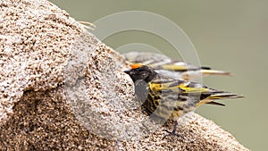 Red-fronted Serin
