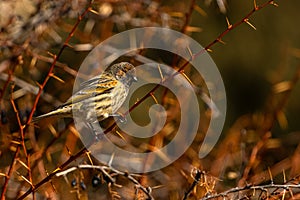 Red-fronted serin Serinus pusillus, The Mediterranean Sea coast, Turkey