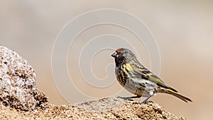 Red-fronted Serin
