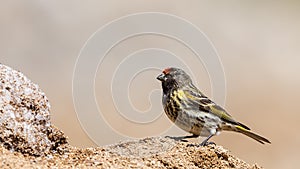 Red-fronted Serin photo
