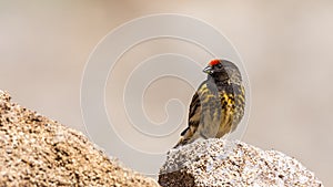 Red-fronted Serin