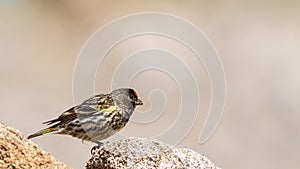 Red-fronted Serin