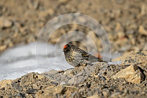 Red-fronted Serin - Serinus pusillus, small colored passerine bird from Asian mountains and hills, Spiti valley, Himalayas